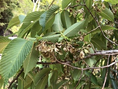 Ulmus uyematsui