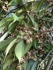 Ulmus uyematsui