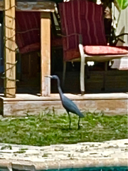 Egretta caerulea