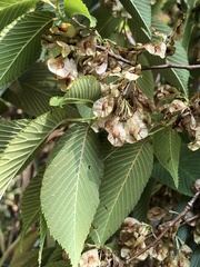 Ulmus uyematsui
