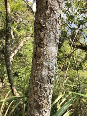 Ulmus uyematsui
