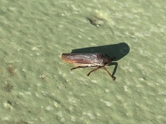 Cicadellidae