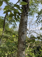 Ulmus uyematsui