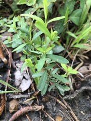 Hypericum cistifolium