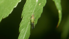 Yamatocallis tokyoensis