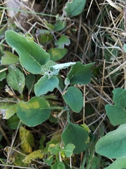 Physalis mollis