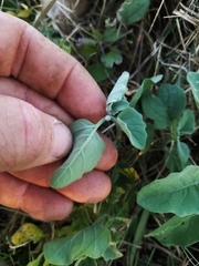 Physalis mollis