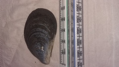 Mytilus planulatus