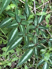 Pseudocayratia pengiana