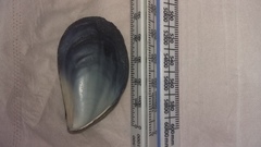 Mytilus planulatus
