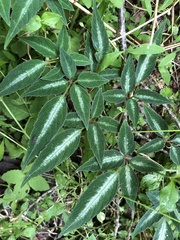 Pseudocayratia pengiana