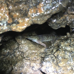 Cyrtodactylus astrum