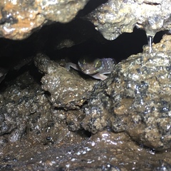 Cyrtodactylus astrum