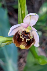 Ophrys fuciflora