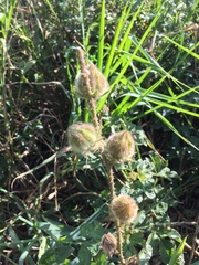 Hibiscus diversifolius rivularis