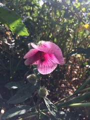 Hibiscus diversifolius rivularis