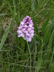 Dactylorhiza maculata ericetorum