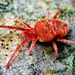 Velvet Mites - Photo (c) Thomas Shahan, some rights reserved (CC BY)