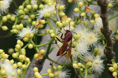 Polistes strigosus