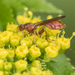 猛蚜蠅屬 - Photo 由 Heather Holm 所上傳的 (c) Heather Holm，保留部份權利CC BY-NC