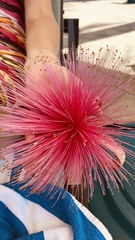 Pseudobombax ellipticum