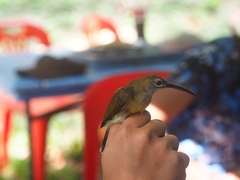 Arachnothera longirostra