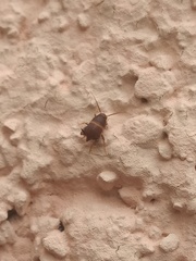 Myrmecophilidae