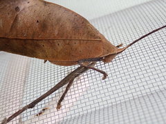 Pterochroza ocellata