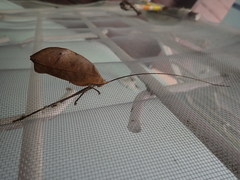 Pterochroza ocellata