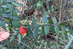 Ruscus aculeatus