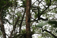 Campephilus guatemalensis image