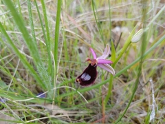 Ophrys bertolonii bertolonii