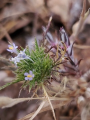 Navarretia tagetina
