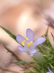 Navarretia tagetina