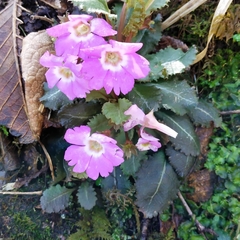 Primula scapigera
