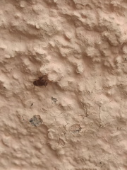 Myrmecophilidae