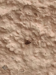 Myrmecophilidae
