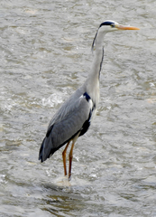 Ardea cinerea