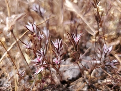 Polygonum bidwelliae