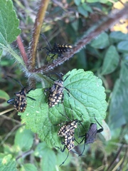 Camptischium