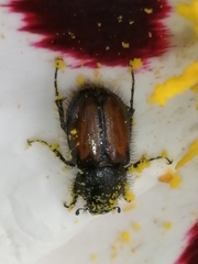 Chasmatopterus