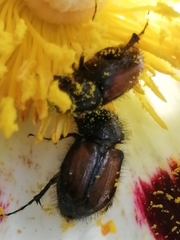 Chasmatopterus