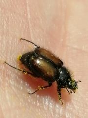Chasmatopterus