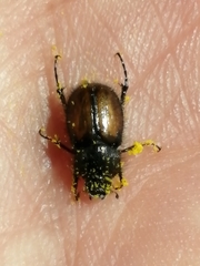 Chasmatopterus