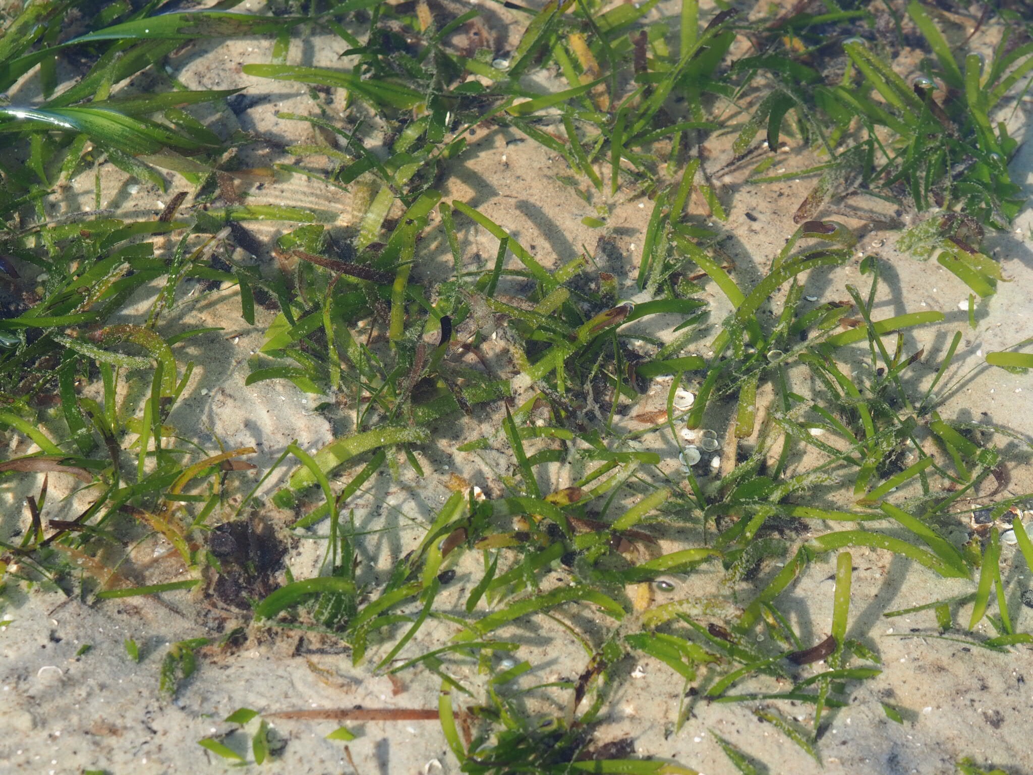 Thalassia hemprichii