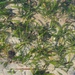 Sickle Seagrass - Photo (c) Yingyod Lapwong, some rights reserved (CC BY-NC), uploaded by Yingyod Lapwong