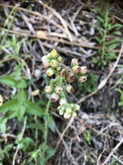Eschenbachia japonica
