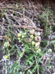 Eschenbachia japonica