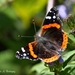 American Red Admiral - Photo (c) Ignacio A. Rodríguez, some rights reserved (CC BY-NC-ND), uploaded by Ignacio A. Rodríguez