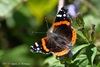 American Red Admiral - Photo (c) Ignacio A. Rodríguez, some rights reserved (CC BY-NC-ND), uploaded by Ignacio A. Rodríguez